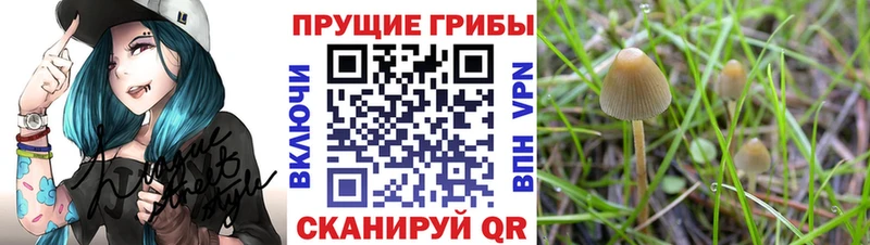Галлюциногенные грибы Psilocybe сколько стоит Ногинск