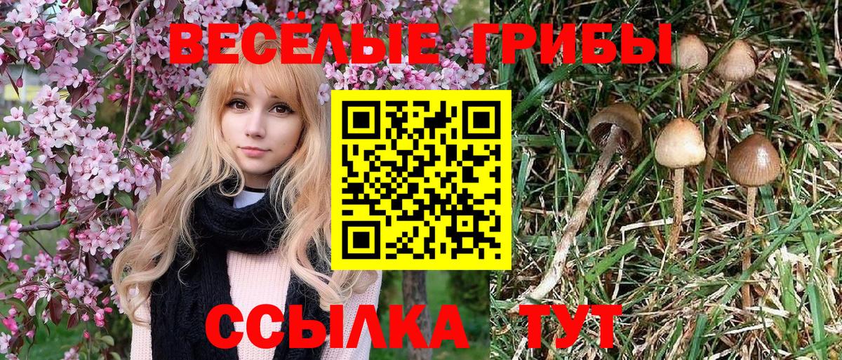 что такое наркотик  Псилоцибиновые грибы Psilocybe  Вход с VPN  Ногинск  Псилоцибиновые грибы GOLDEN TEACHER 